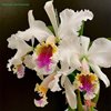 Cattleya Faerie Queene (mossiae x rex)